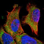 VPS37A Antibody in Immunocytochemistry (ICC/IF)