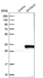 EXOSC4 Antibody in Western Blot (WB)