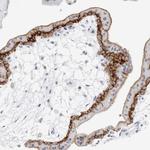 SLC19A1 Antibody in Immunohistochemistry (Paraffin) (IHC (P))