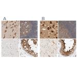 eIF4G3 Antibody in Immunohistochemistry (IHC)