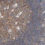 eIF4G3 Antibody in Immunohistochemistry (IHC)