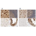 eIF4G3 Antibody in Immunohistochemistry (IHC)