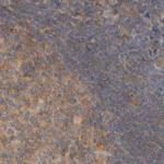 eIF4G3 Antibody in Immunohistochemistry (IHC)