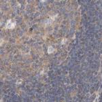 eIF4G3 Antibody in Immunohistochemistry (IHC)