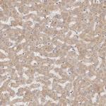 MICALL2 Antibody in Immunohistochemistry (Paraffin) (IHC (P))