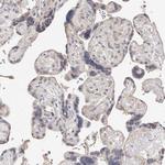 MICALL2 Antibody in Immunohistochemistry (Paraffin) (IHC (P))