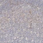 MICALL2 Antibody in Immunohistochemistry (IHC)