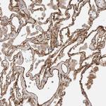 RAB32 Antibody in Immunohistochemistry (Paraffin) (IHC (P))