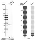 RAB32 Antibody in Western Blot (WB)