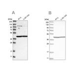 MRPL37 Antibody in Western Blot (WB)