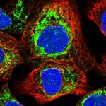 Ribophorin II Antibody in Immunocytochemistry (ICC/IF)