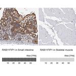 RAB11FIP1 Antibody