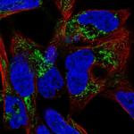 GATM Antibody in Immunocytochemistry (ICC/IF)