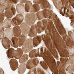 ARHGEF10L Antibody in Immunohistochemistry (Paraffin) (IHC (P))