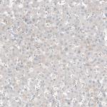 TCAP Antibody in Immunohistochemistry (Paraffin) (IHC (P))