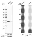 C1QBP Antibody