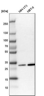 C1QBP Antibody in Western Blot (WB)