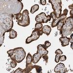 TBCE Antibody in Immunohistochemistry (Paraffin) (IHC (P))