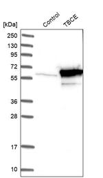 TBCE Antibody in Western Blot (WB)