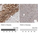 P4HA1 Antibody