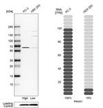 P4HA1 Antibody in Western Blot (WB)