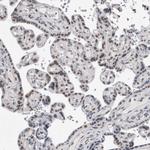 API5 Antibody in Immunohistochemistry (Paraffin) (IHC (P))