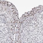 API5 Antibody in Immunohistochemistry (Paraffin) (IHC (P))