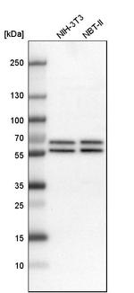 API5 Antibody in Western Blot (WB)