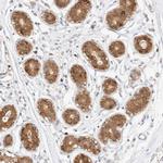 STARD10 Antibody in Immunohistochemistry (IHC)