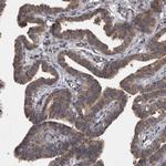 APRT Antibody in Immunohistochemistry (Paraffin) (IHC (P))