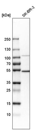 POLD2 Antibody in Western Blot (WB)