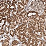 GCNT2 Antibody in Immunohistochemistry (Paraffin) (IHC (P))