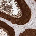 SPINK2 Antibody in Immunohistochemistry (Paraffin) (IHC (P))