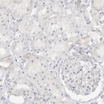 SPINK2 Antibody in Immunohistochemistry (Paraffin) (IHC (P))