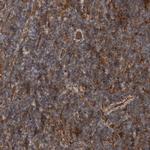 BNIP2 Antibody in Immunohistochemistry (Paraffin) (IHC (P))