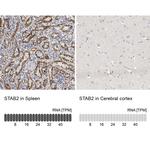 Stabilin 2 Antibody