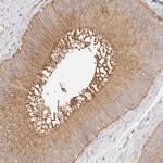 TTLL4 Antibody in Immunohistochemistry (Paraffin) (IHC (P))