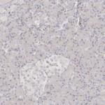 TTLL4 Antibody in Immunohistochemistry (Paraffin) (IHC (P))