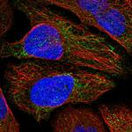 MTERFD2 Antibody in Immunocytochemistry (ICC/IF)