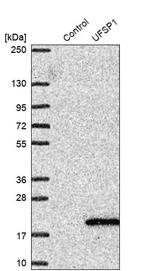 UFSP1 Antibody in Western Blot (WB)