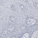 Tenascin R Antibody in Immunohistochemistry (Paraffin) (IHC (P))