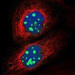 GNL2 Antibody in Immunocytochemistry (ICC/IF)