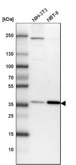 Lass2 Antibody in Western Blot (WB)