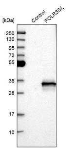 POLR3GL Antibody in Western Blot (WB)