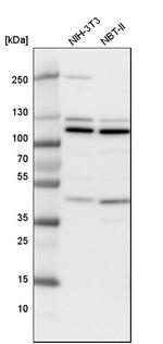 NUP43 Antibody in Western Blot (WB)