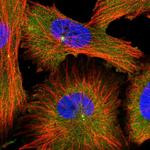 MDH1 Antibody in Immunocytochemistry (ICC/IF)