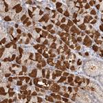 MDH1 Antibody in Immunohistochemistry (Paraffin) (IHC (P))