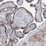 MYOC Antibody in Immunohistochemistry (Paraffin) (IHC (P))