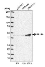 PPP1R8 Antibody in Western Blot (WB)