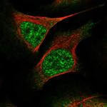 WEE2 Antibody in Immunocytochemistry (ICC/IF)